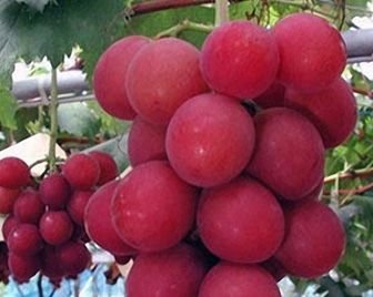 Гроздь винограда продана за 8200 долларов