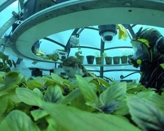 Первая подводная овощная ферма