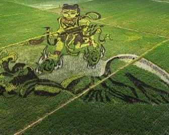 Китайские фермеры превращают рисовые поля в произведения искусства